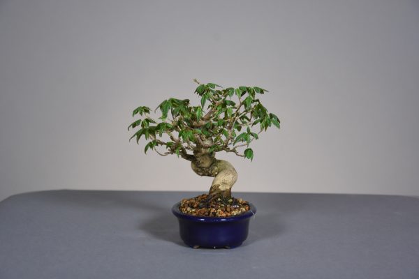 Acer buergerianum lateral