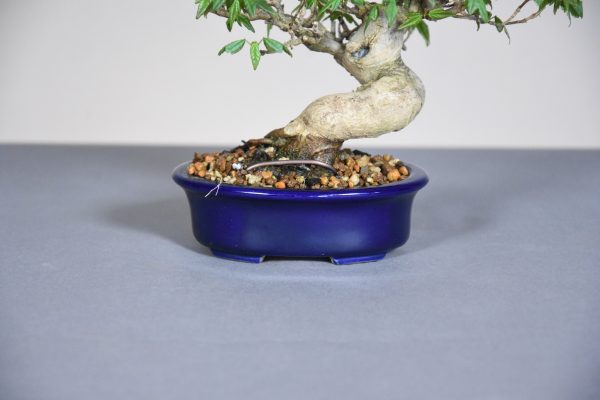 Acer buergerianum maceta
