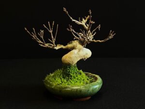 61520 ACER BUERGERIANUM