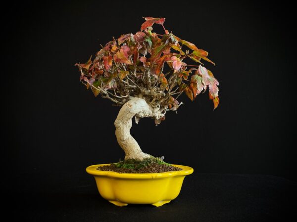 61521 ACER BUERGERIANUM