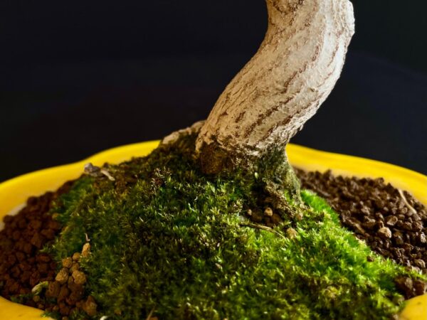 61521 ACER BUERGERIANUM