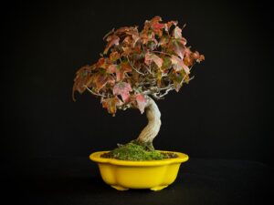 61521 ACER BUERGERIANUM