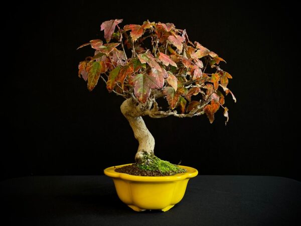 61521 ACER BUERGERIANUM