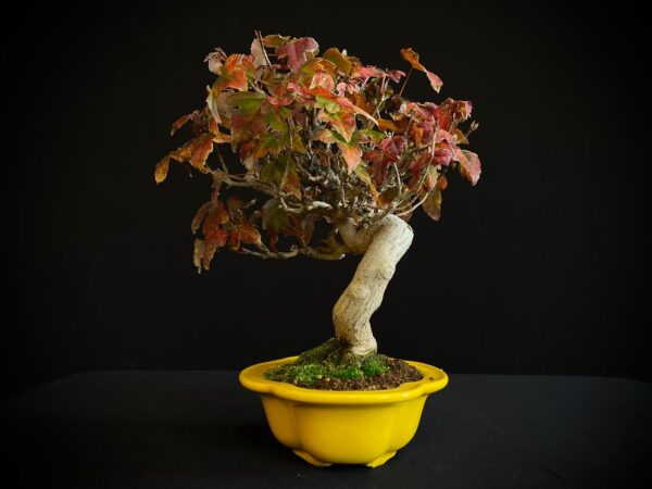 61521 ACER BUERGERIANUM