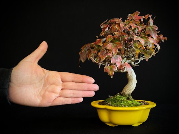 61521 ACER BUERGERIANUM