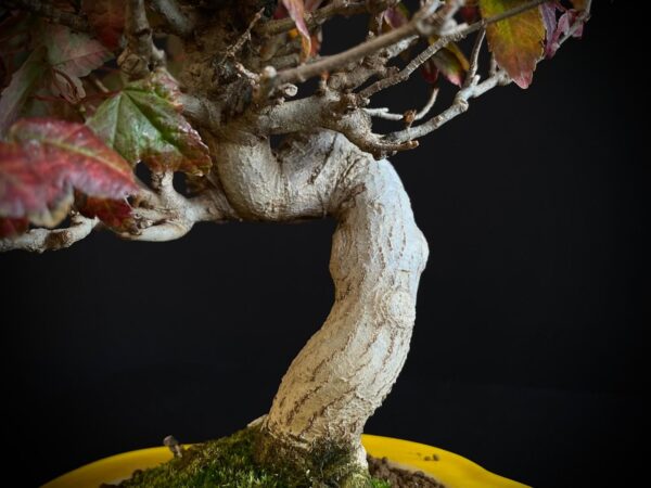 61521 ACER BUERGERIANUM