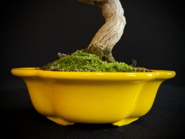 61521 ACER BUERGERIANUM