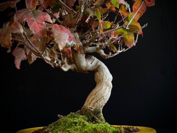61521 ACER BUERGERIANUM
