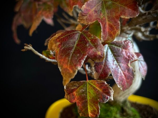 61521 ACER BUERGERIANUM