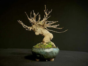 61522 ACER BUERGERIANUM