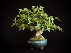 ACER BUERGERIANUM