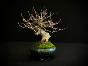 61522 ACER BUERGERIANUM