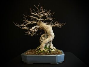 61530 ACER BUERGERIANUM