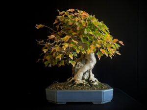 61530 ACER BUERGERIANUM