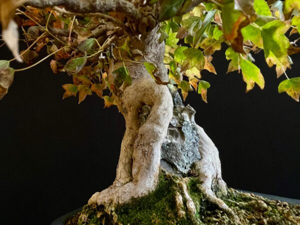 61530 ACER BUERGERIANUM