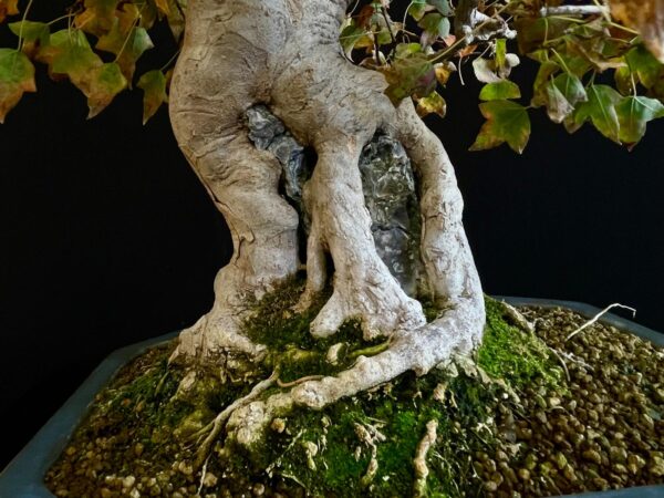 61530 ACER BUERGERIANUM