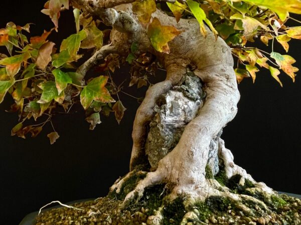 61530 ACER BUERGERIANUM