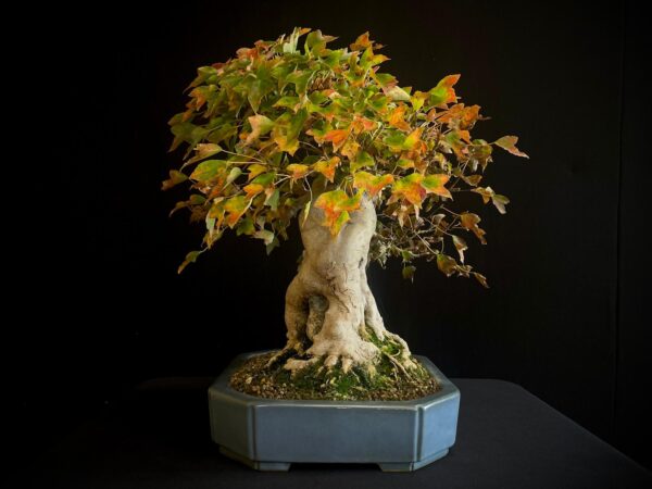 61530 ACER BUERGERIANUM