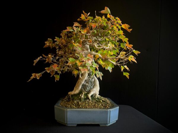 61530 ACER BUERGERIANUM