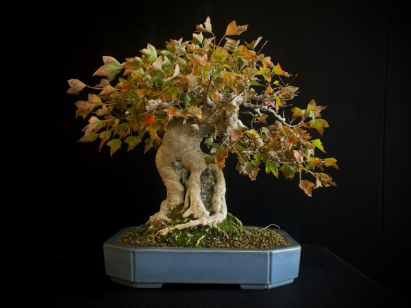 61530 ACER BUERGERIANUM