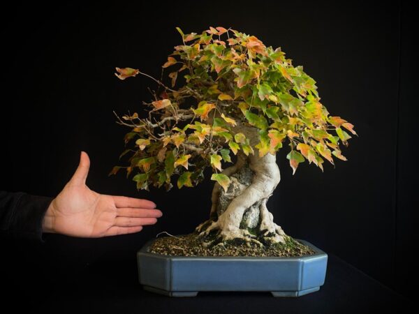 61530 ACER BUERGERIANUM