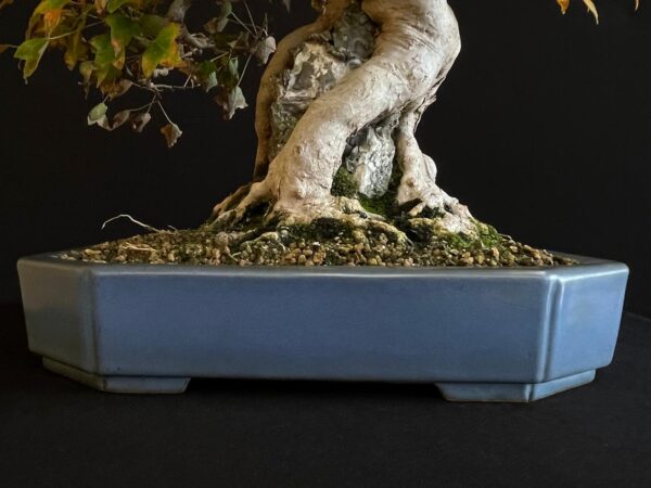 61530 ACER BUERGERIANUM