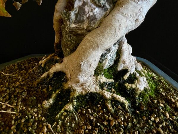 61530 ACER BUERGERIANUM