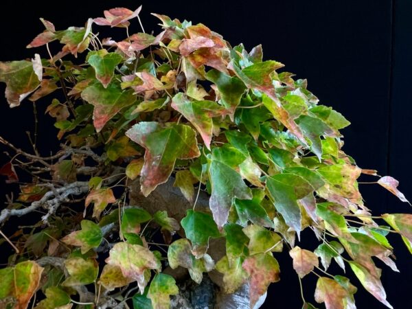 61530 ACER BUERGERIANUM