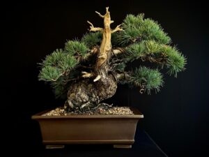 61533 PINUS PENTAPHYLLA
