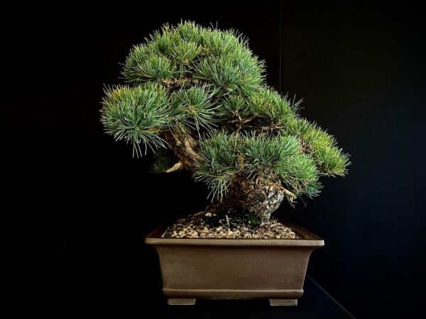 61533 PINUS PENTAPHYLLA