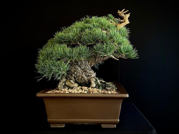 61533 PINUS PENTAPHYLLA