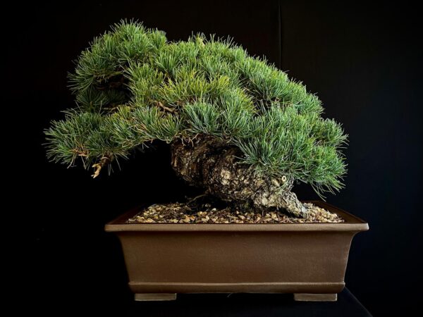 61533 PINUS PENTAPHYLLA