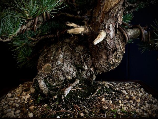 61533 PINUS PENTAPHYLLA