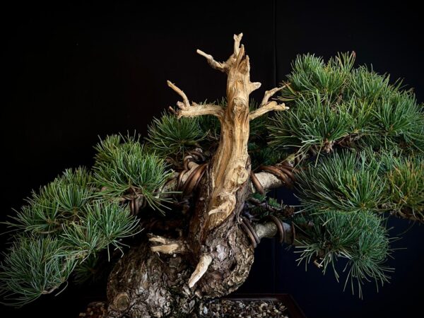 61533 PINUS PENTAPHYLLA