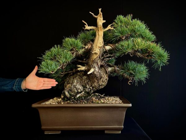 61533 PINUS PENTAPHYLLA