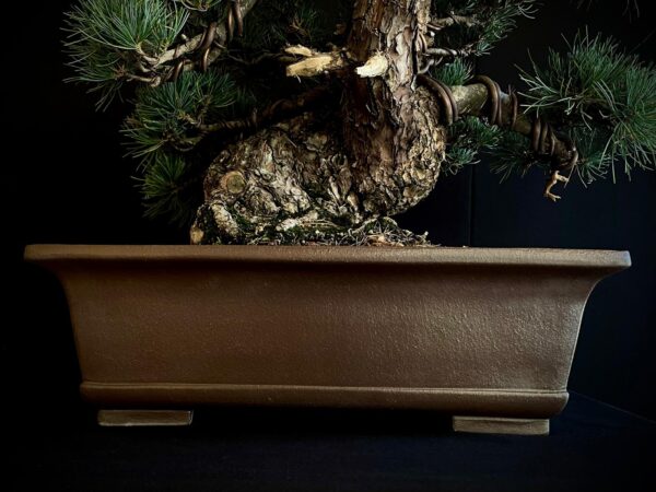 61533 PINUS PENTAPHYLLA