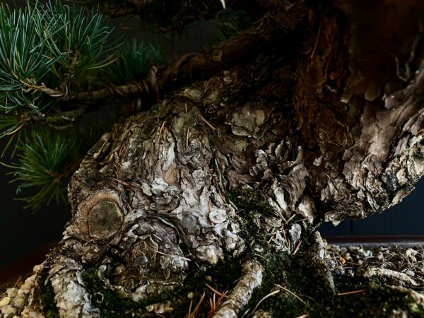 61533 PINUS PENTAPHYLLA