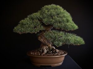 61560 PINUS PENTAPHYLLA