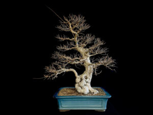 61574 Carpinus Turczananovii