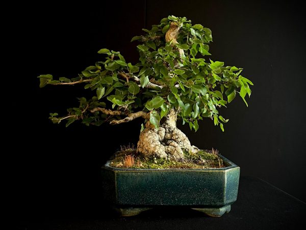 61575 CARPINUS COREANA