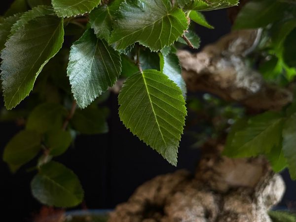 61575 CARPINUS COREANA