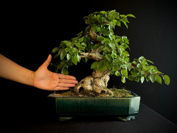 61575 CARPINUS COREANA