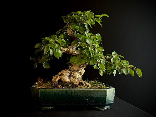 61575 CARPINUS COREANA