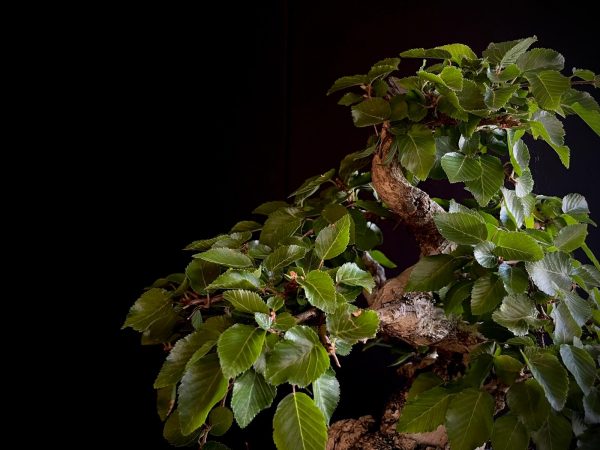 61575 CARPINUS COREANA