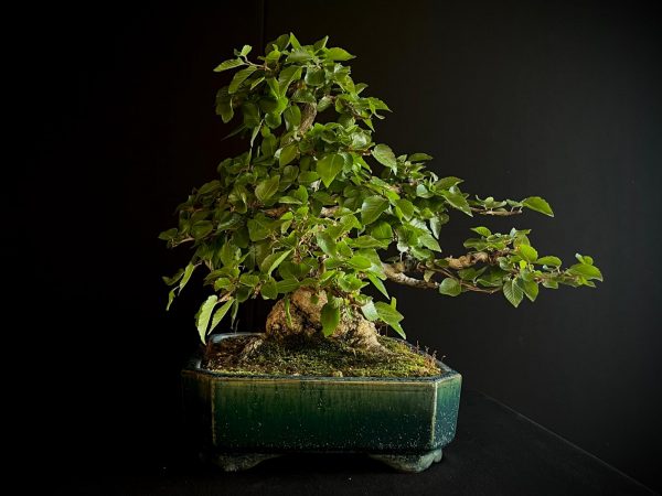 61575 CARPINUS COREANA