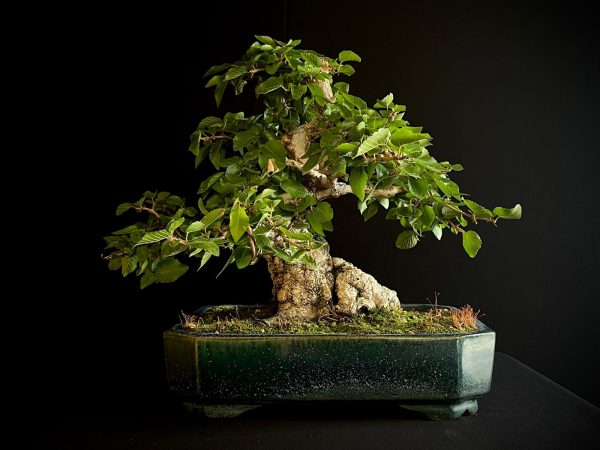 61575 CARPINUS COREANA