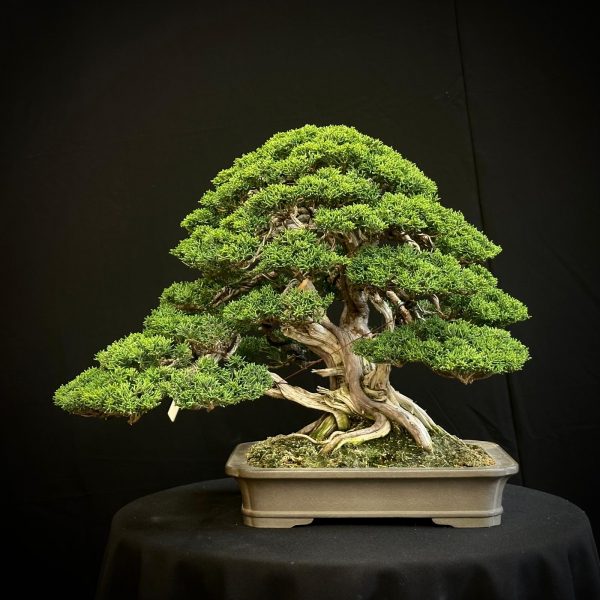 Juniperus chinensis estilo chuhin 22N-9791 frontal