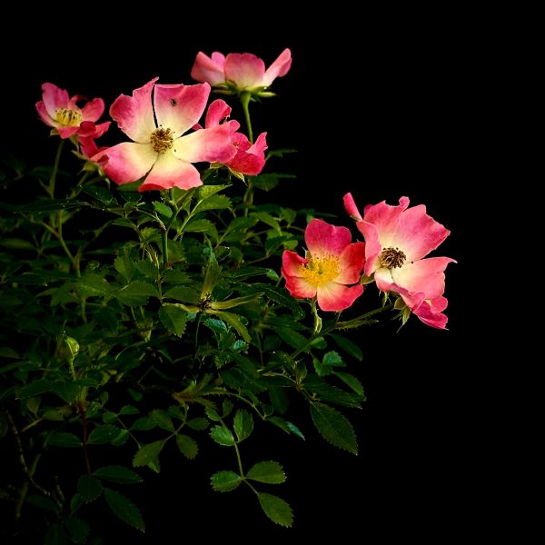 Planta de acento compuesta por rosal silvestre o rosa canina. Esta variedad proviene de Japón. Se caracteriza por la delicadeza de sus ramillas y la elegante sencillez de sus flores, en este caso, de color rosa intenso. Se puede utilizar por ambos lados, para que marque dirección derecha o izquierda.