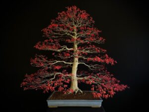 Acer Palmatum Deshojo