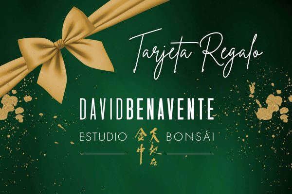 Ideas regalo bonsais